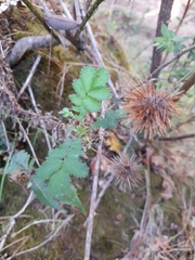 Acaena ovalifolia