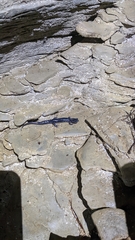 Plethodon cylindraceus