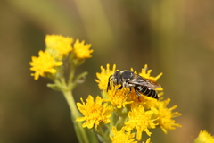 Coelioxys rufitarsis