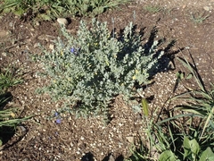 Salvia chamaedryoides