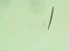 Geoglossum difforme