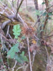 Acaena ovalifolia