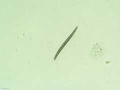Geoglossum difforme