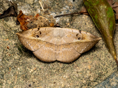 Hypopyra