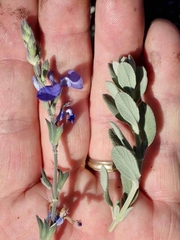 Salvia chamaedryoides