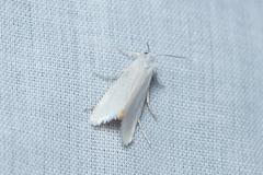 Scirpophaga nivella