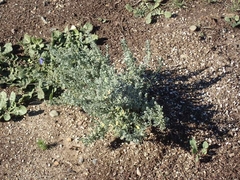 Salvia chamaedryoides