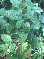 Rubus cuneifolius
