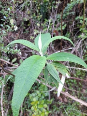 Buddleja globosa