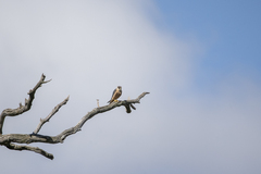 Falco longipennis