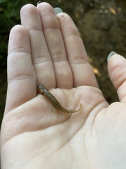 Caudata