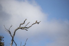 Falco longipennis