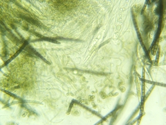 Geoglossum difforme