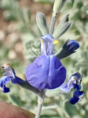 Salvia chamaedryoides