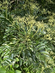 Zanthoxylum avicennae