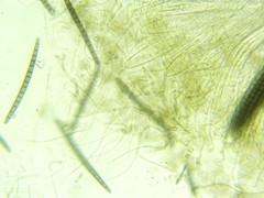 Geoglossum difforme