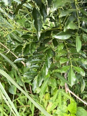 Zanthoxylum avicennae