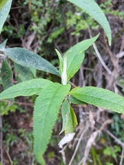 Buddleja globosa