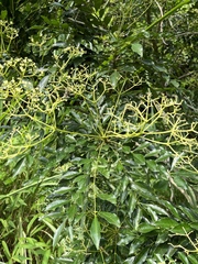 Zanthoxylum avicennae