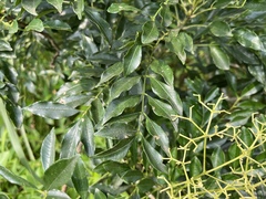Zanthoxylum avicennae