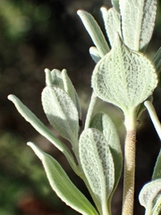Salvia chamaedryoides