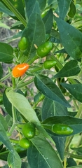 Capsicum