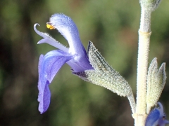 Salvia chamaedryoides