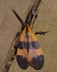 Arctiinae