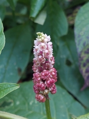 Phytolacca rugosa