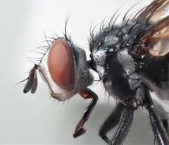 Cylindromyia intermedia