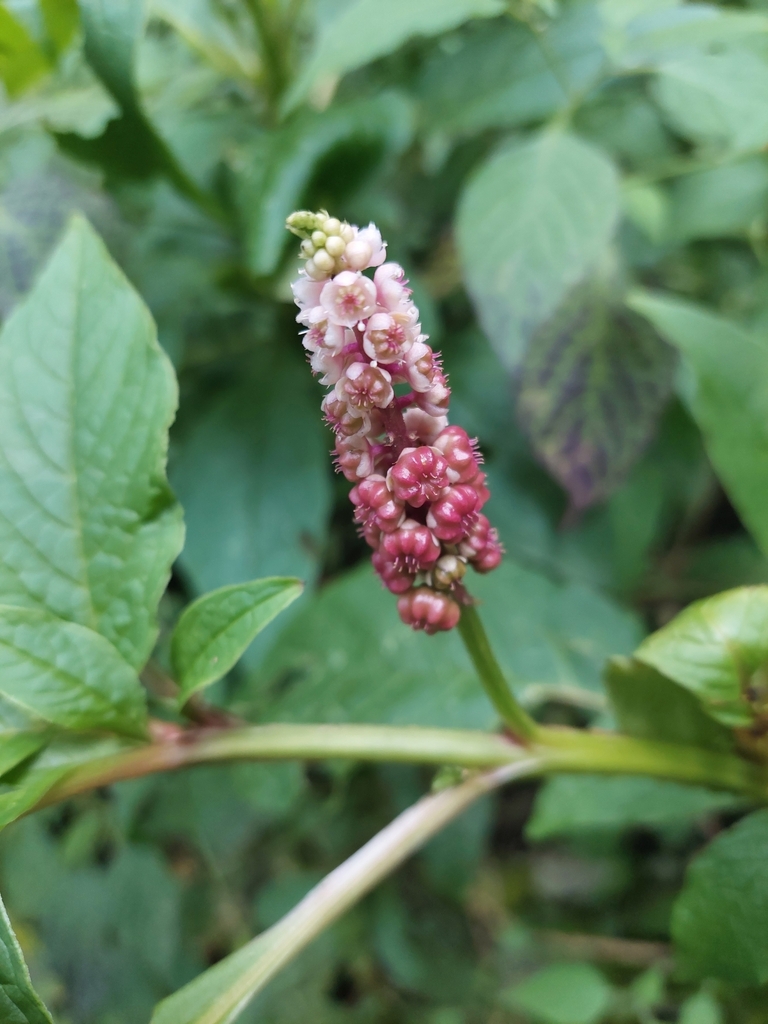 Phytolacca rugosa