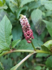 Phytolacca rugosa