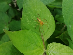 Oxyopes