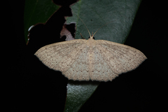 Perixera flavispila
