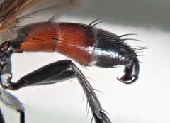 Cylindromyia intermedia