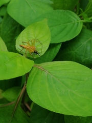 Oxyopes