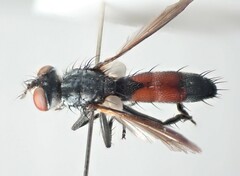 Cylindromyia intermedia