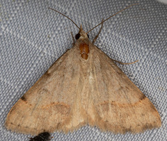 Hemeroplanis historialis