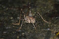 Aemodogryllini
