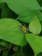 Oxyopes