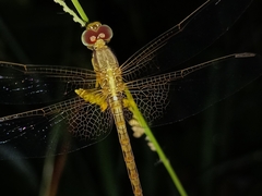 Neurothemis intermedia