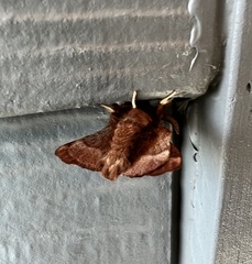 Malacosoma californica