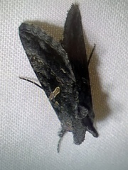 Ctenoplusia oxygramma