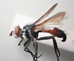 Cylindromyia intermedia