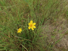 Thelesperma flavodiscum