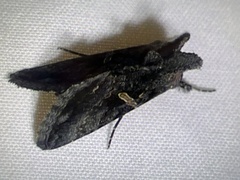 Ctenoplusia oxygramma