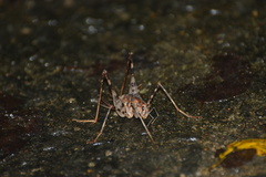 Aemodogryllini