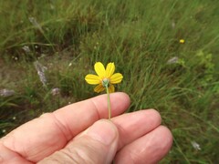 Thelesperma flavodiscum