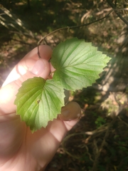 Viburnum dentatum