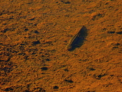 Ichthyosaura alpestris